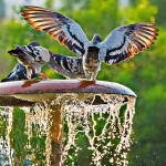 Pigeons à la fontaine de la mairie. יונה ומזרקה